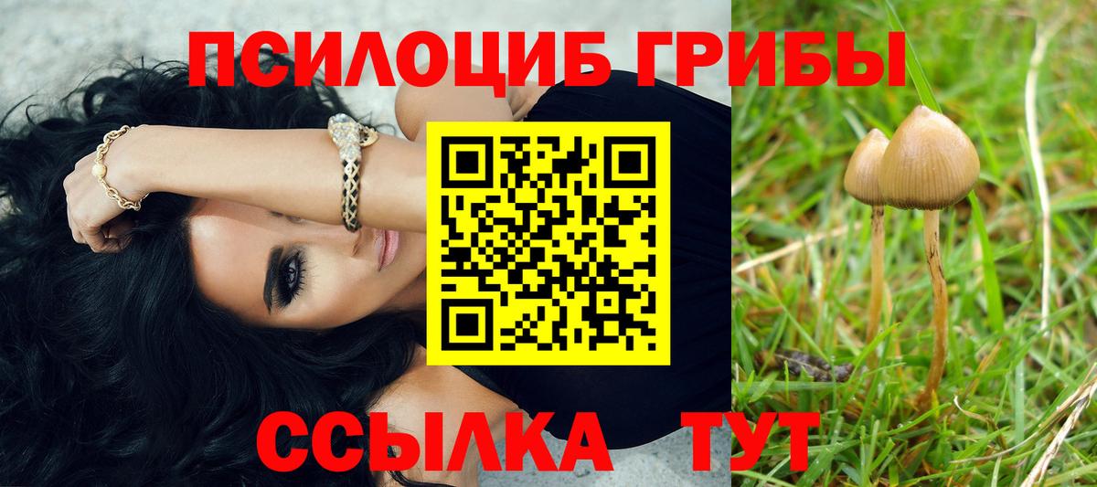 Псилоцибиновые грибы GOLDEN TEACHER  Вход с VPN  Новоалтайск  Псилоцибиновые грибы прущие грибы 